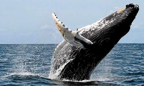 baleias jubarte