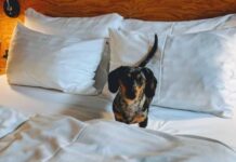 Pousada SUN Victory opção pet friendly em Cabo Frio – RJ
