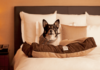 Pousada Pontal Gardens opção pet friendly em Paraty – RJ