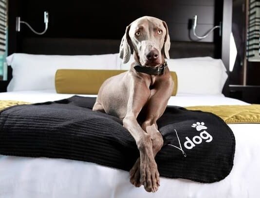 Chales Pajuçara opção pet friendly em Ubatuba – SP