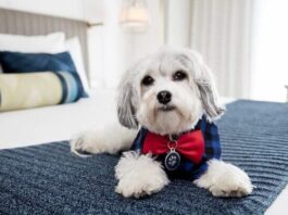 Hotel Dellamares opção pet friendly em Ubatuba – SP