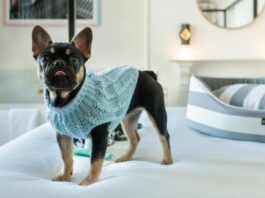 Pousada Bem Viver opção pet friendly em Ubatuba – SP