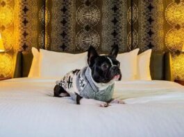 Pousada Ilha de Itaka opção pet friendly em Ubatuba – SP