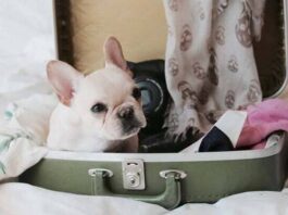 Rancho Texas opção pet friendly em Ubatuba – SP